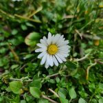 عکس دوربین سامسونگ گلکسی اس 20 اولترا
